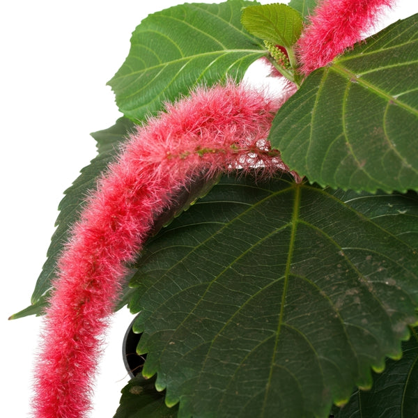 Acalypha Hispida