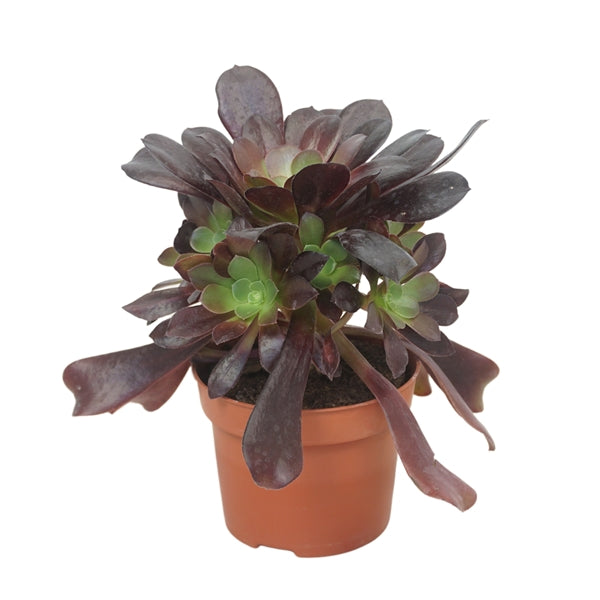 Aeonium Ab Velours 12Ø 22cm