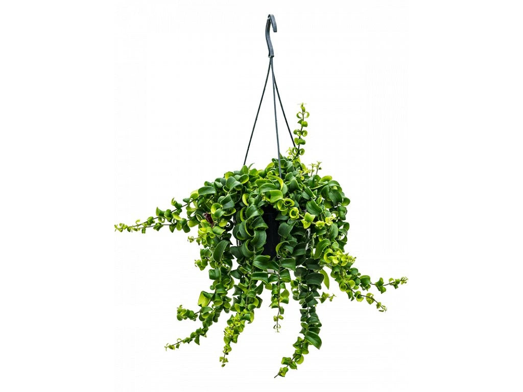 Aeschynanthus Green Star 15Ø 35cm