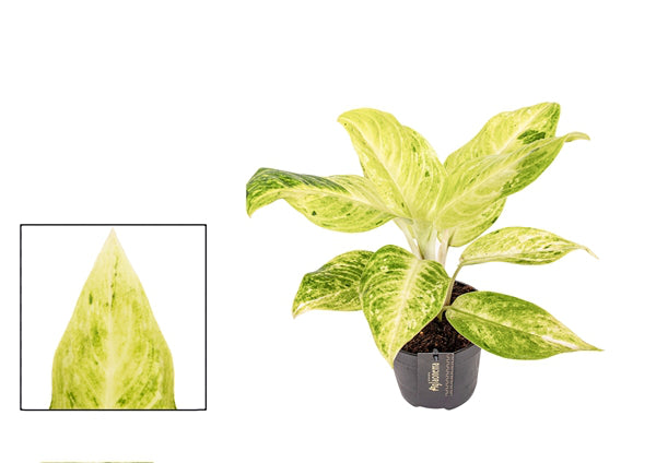Aglaonema Citronelle 12Ø 30cm 1pp