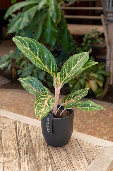 Aglaonema Coco Green 12Ø 45cm 1pp