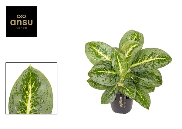Aglaonema Lemon Mint 12Ø 40cm 1pp