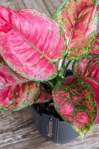 Aglaonema Red Joy 12Ø 30cm 1pp