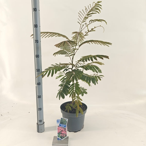 Albizia julibrissin Ombrella 23Ø 110cm