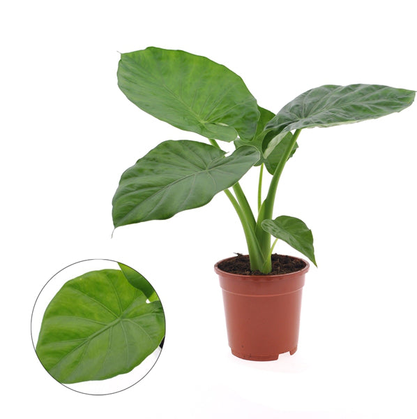 Alocasia Macrorrhiza 17Ø 60cm 1pp