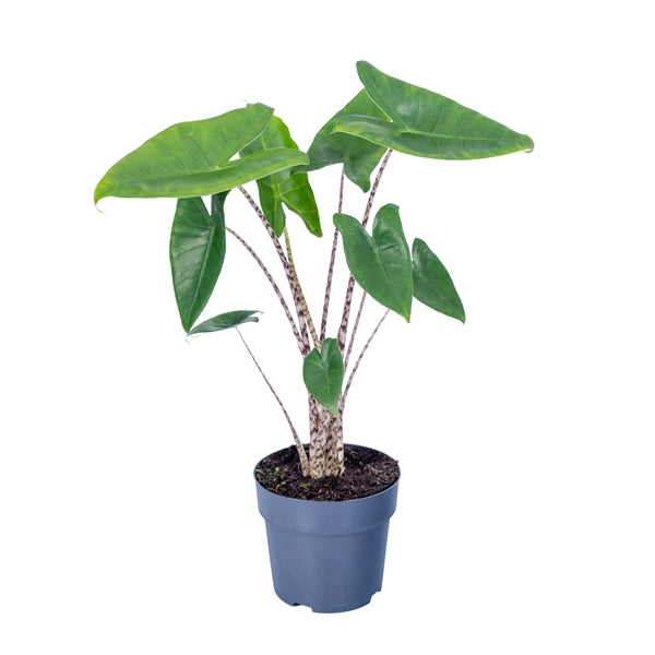 Alocasia Zebrina 19Ø 75cm