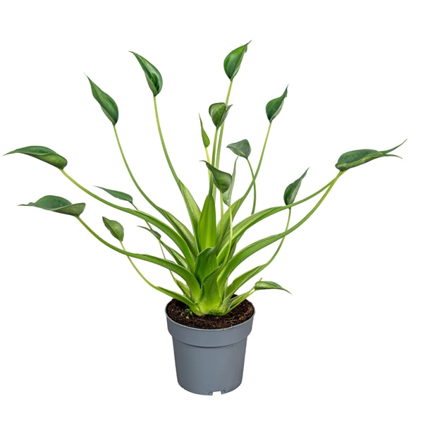 Alocasia Tiny Dancer 14Ø 40cm