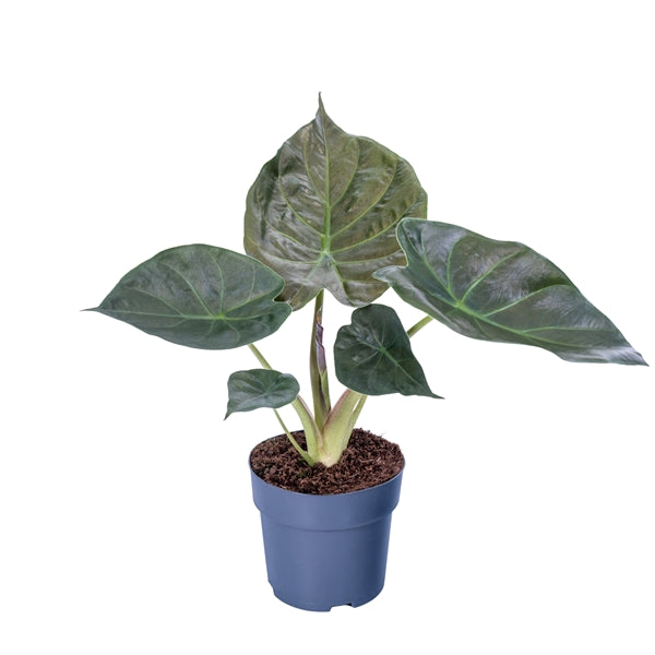 Alocasia Wentii 19Ø 85cm