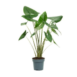 Alocasia Zebrina 17Ø 85cm