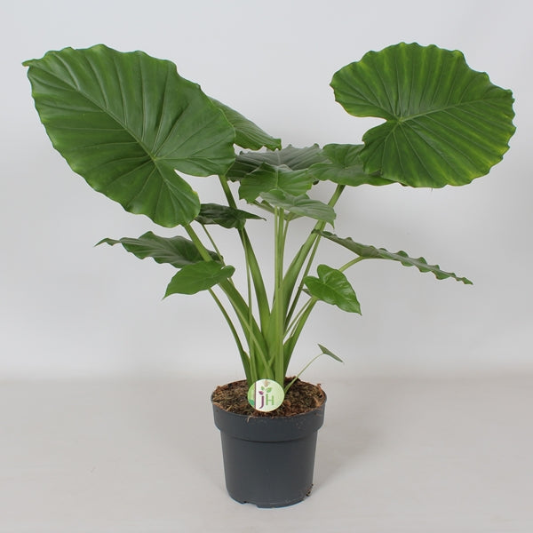 Alocasia gageana California 21Ø 90cm 1pp