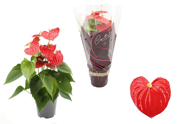 Anthurium Andreanum Esudo 14Ø 50cm