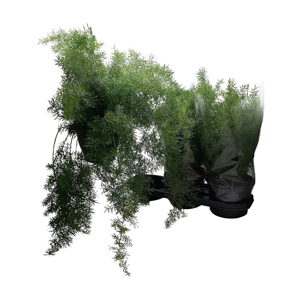 Asparagus densiflorus Sprengeri