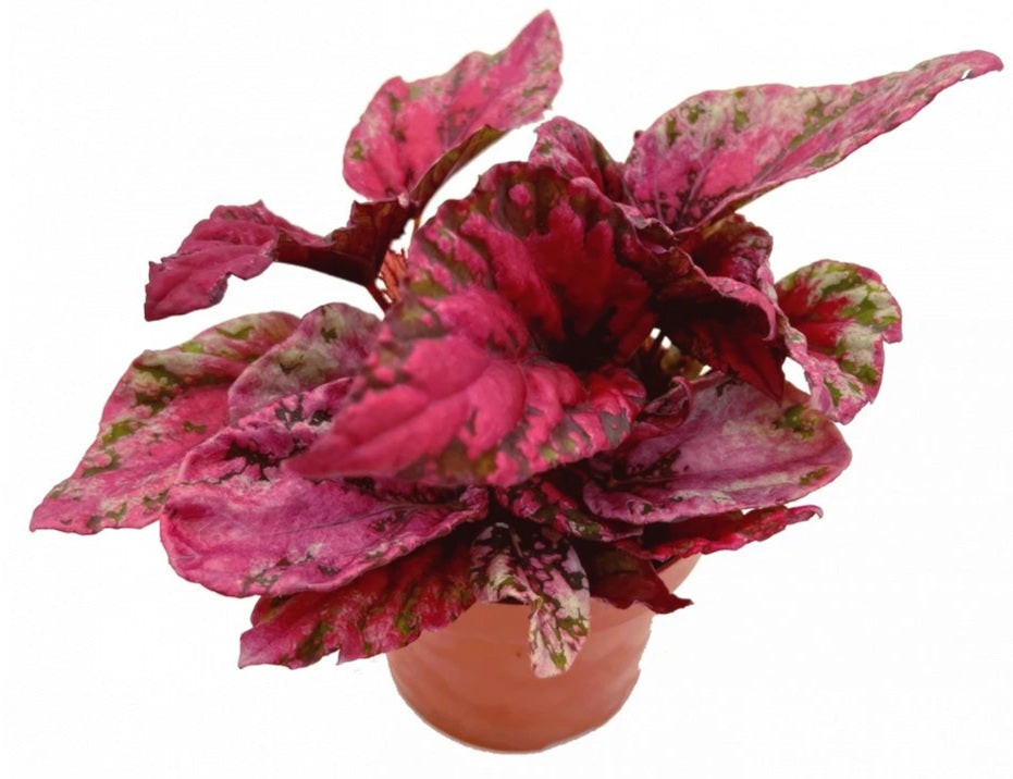 Begonia Rex Maui Sunset 22cm