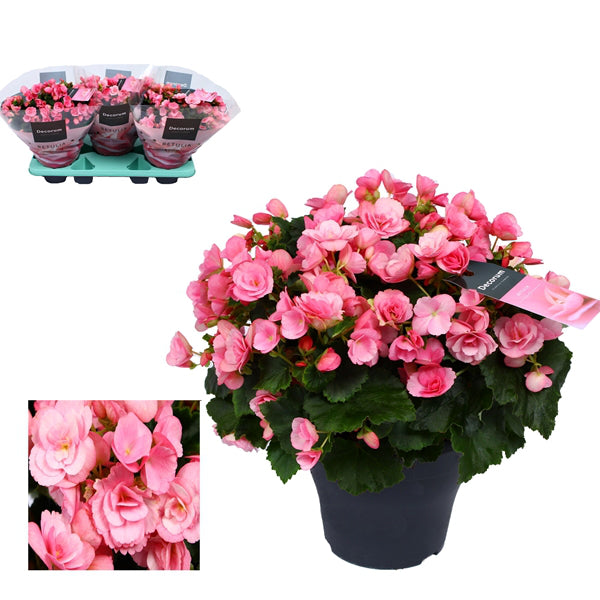 Begonia Elatior Betula Candy 19Ø 35cm