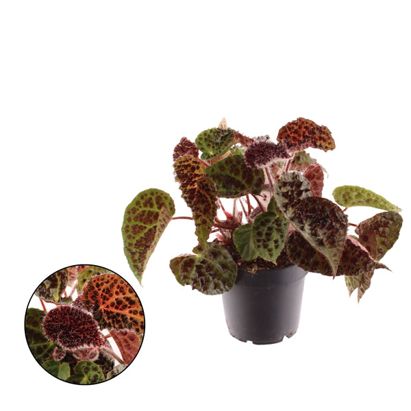 Begonia leaf Ferox 25cm