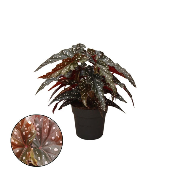 Begonia leaf Wings Maculata Polka Dot 25cm