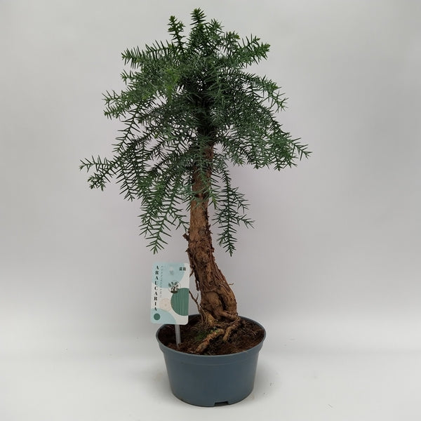 Bonsai Araucaria Cunninghamii 16Ø 40cm