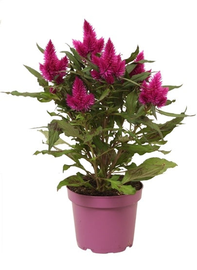 Celosia deep purple 19Ø 50cm