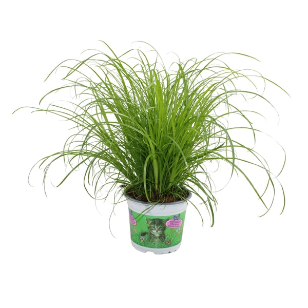Cyperus Zumula 12Ø 30cm