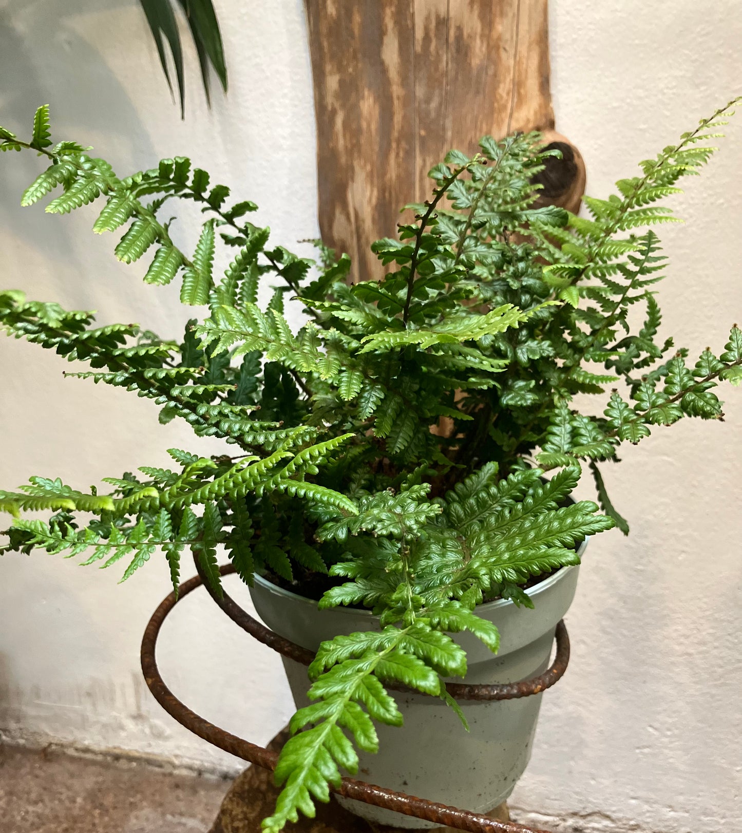 Polypodiophyta Dryopteris affinis