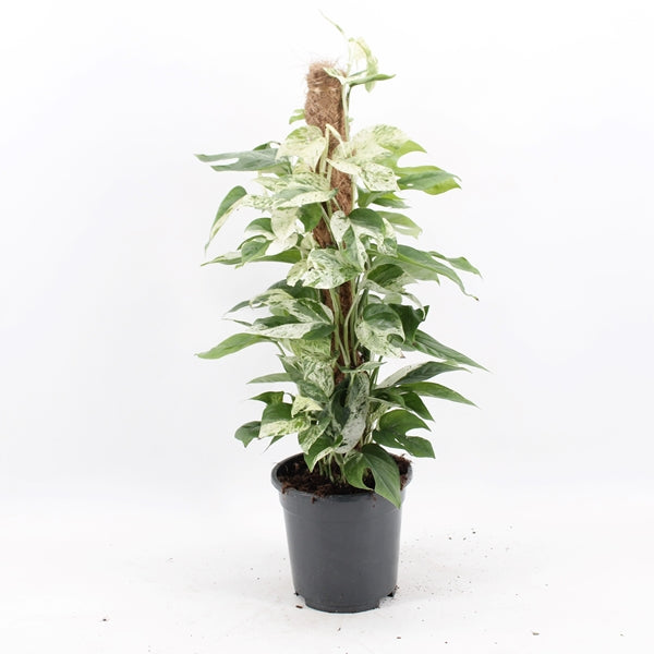 Epipremnum pinnatum Marble Variegata 17Ø 60cm