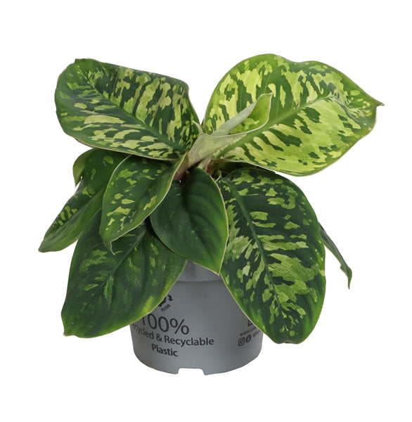 Homalomena wallisii Camouflage