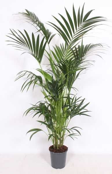 Howea forsteriana 170cm