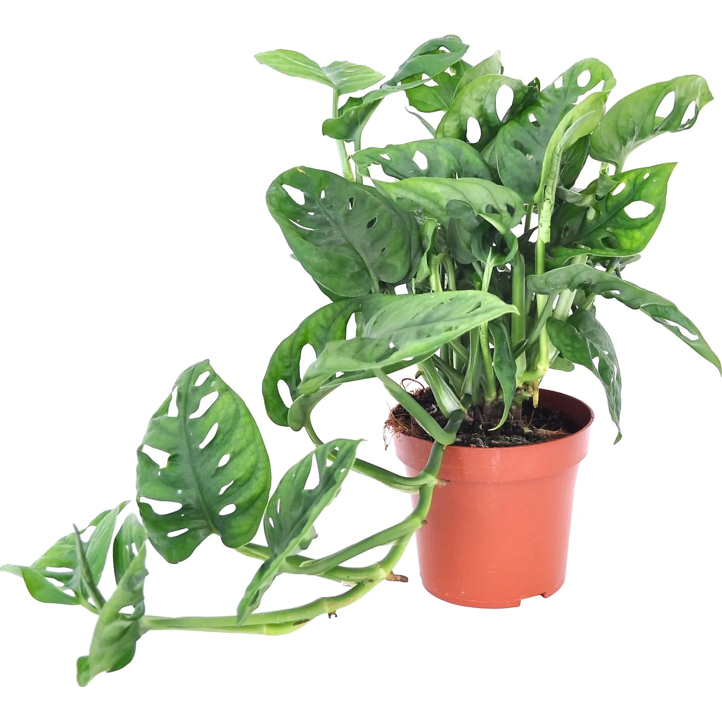 Monstera Obliqua (Leichtlinii) 12Ø 25cm