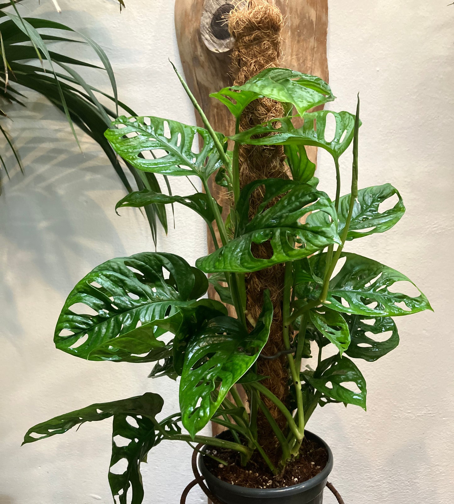 Monstera adansonii 'Monkey Mask'