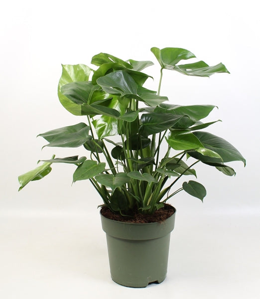 Monstera deliciosa - výška 85cm