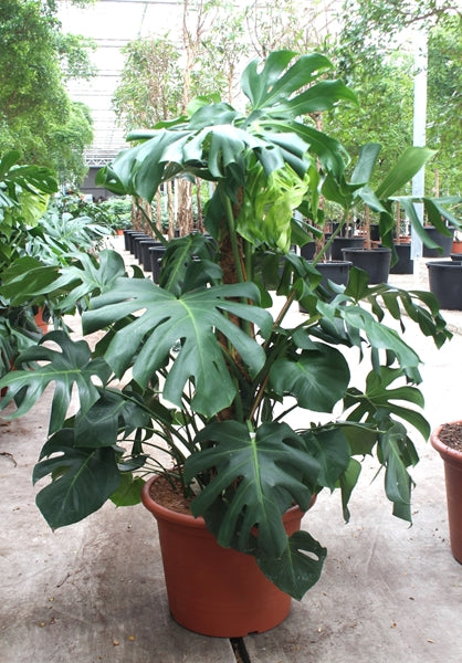 Monstera deliciosa - height 160cm