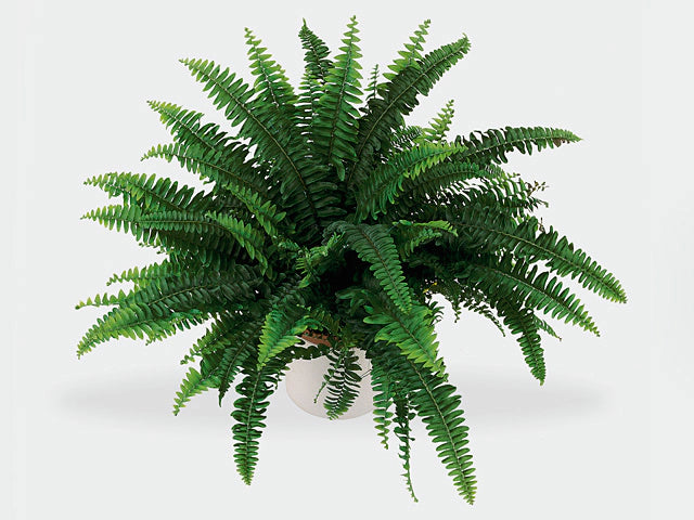 Nephrolepis exaltata Sonata