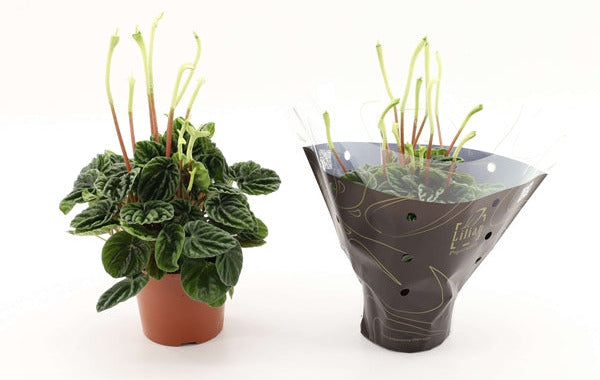 Peperomia caperata lilian 12Ø 30cm