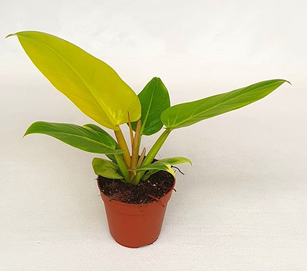 Philodendron Melinonii Gold