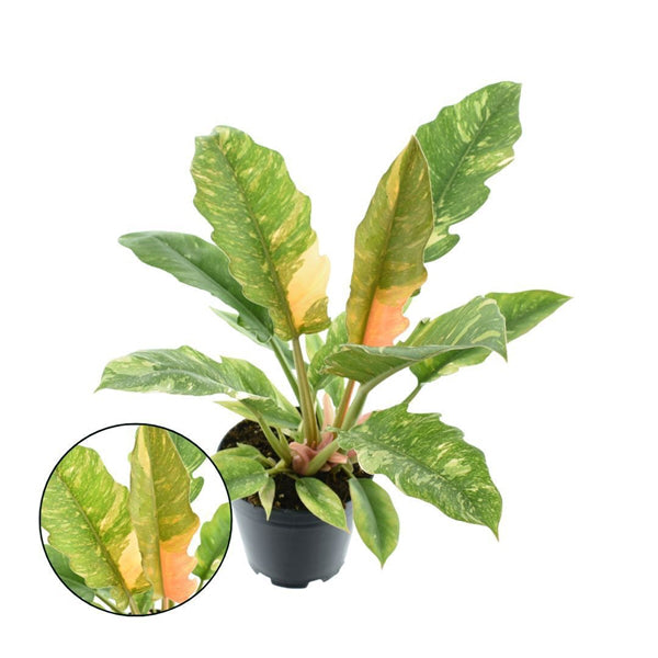 Philodendron Ring of Fire
