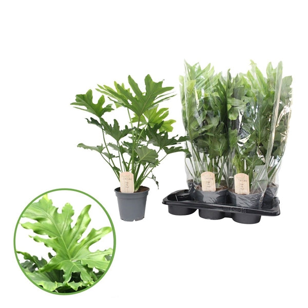 Philodendron Selloum Hope 17Ø 60cm
