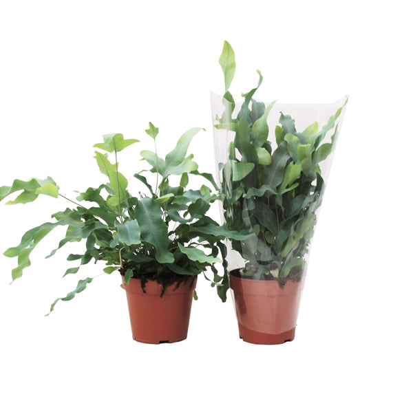 Phlebodium blue star 12Ø 40cm