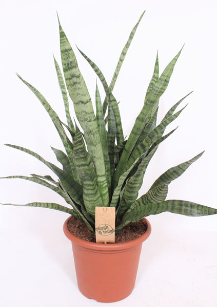 Sansevieria Diamond Green 25Ø 65cm