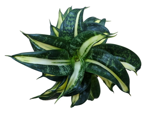 Sansevieria Hahnii 'Spiral Star'
