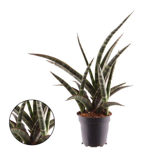 Sansevieria trifasciata 'Megan'