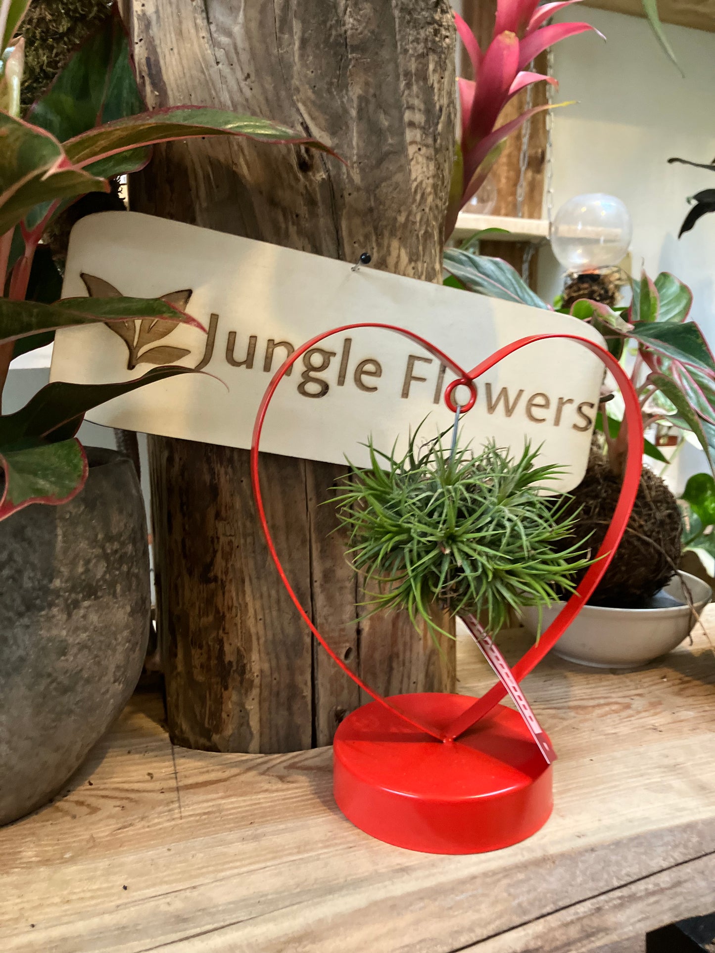 Tillandsia ionantha - heart