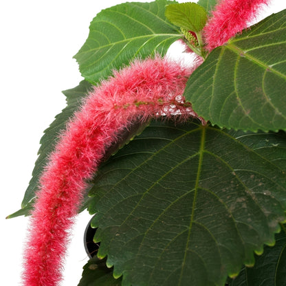 Acalypha Hispida