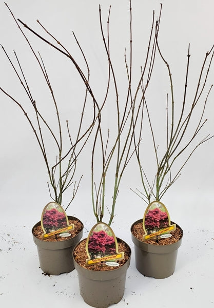 Acer Palmatum Atropurpureum