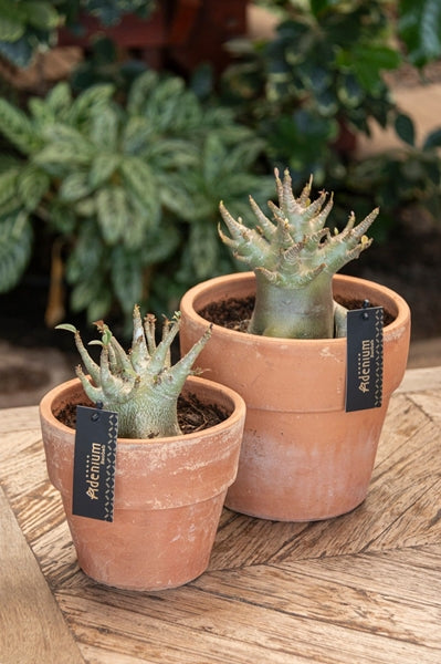 Adenium Ansu Baobab - květináč terakota