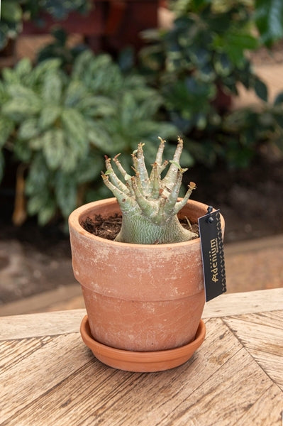 Adenium Ansu Baobab - květináč terakota
