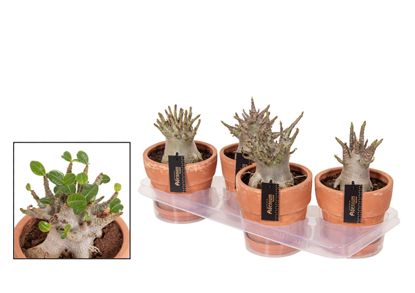 Adenium Ansu Baobab - květináč terakota