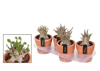 Adenium Ansu Baobab - květináč terakota