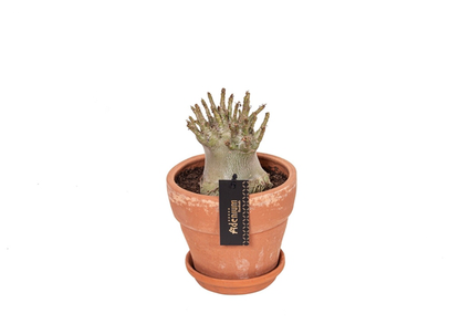 Adenium Ansu Baobab - květináč terakota