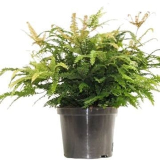 Adiantum Bronze Venus 12Ø 35cm