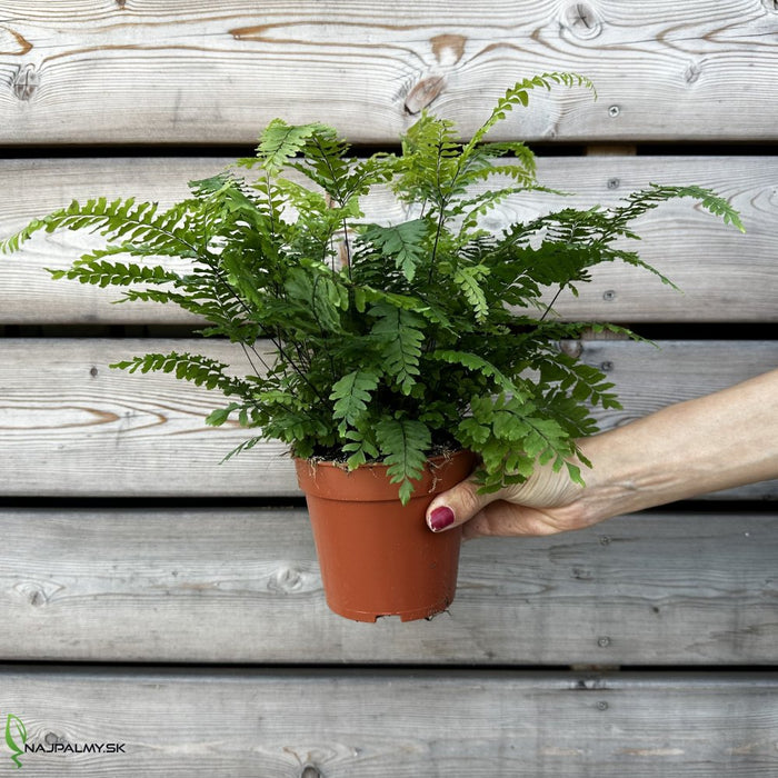 Adiantum Bronze Venus 12Ø 35cm